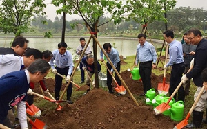 Trồng thêm 1.000 cây hoa anh đào tại Công viên Hòa Bình, Hà Nội