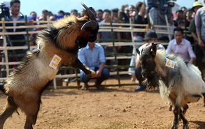 Chùm ảnh: Sôi nổi hội thi chọi dê tại vùng cao Tây Bắc