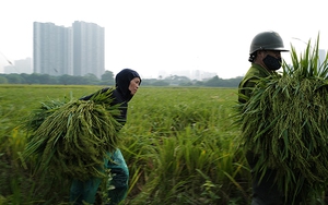 Nghề làm cốm Mễ Trì
