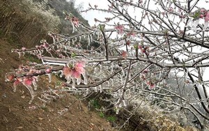 Nhiệt độ xuống dưới 0 độ C, băng giá xuất hiện trên diện rộng ở Cao nguyên đá Đồng Văn