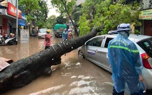 Hà Nội: Mưa lớn gây ngập, cây đổ đè bẹp ô tô