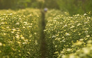 Thổn thức trước vẻ đẹp tinh khôi của cúc họa mi