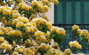 Vẻ đẹp hoa bún - 'báu vật' 300 năm tuổi giữa lòng Hà Nội