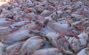 Cá chết đồng loạt ở Bình Phước do nuôi vượt gấp 5 lần