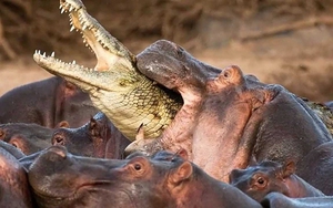 VIDEO: Một con cá sấu 'chiến' với hơn 30 con hà mã. Ai sẽ thắng?