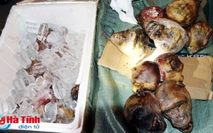 VIDEO: Cận cảnh xe khách Hoàng Long chở 19 đầu khỉ ướp lạnh bị bắt giữ