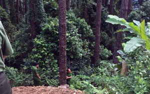 Một đôi nam nữ thương vong vì xe máy mất phanh lao xuống vực sâu gần 100m ở Tam Đảo