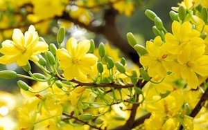 Chưa đến Tết, mai vàng ghép đã 'đội' giá