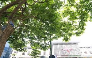 Hà Nội: Di chuyển 114 cây xanh, trong đó có 12 cây sưa trên phố Trần Hưng Đạo để thi công Ga S12