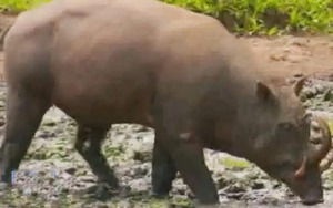 Năm con lợn - Xem những giống lợn kỳ lạ trên thế giới