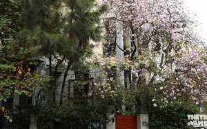Cây hoa ban 'mồ côi' trên đường Hà Nội hớp hồn người ngang qua phố