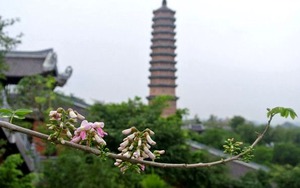 Ngỡ ngàng hoa hồng mai nở rực hồng chùa Bái Đính