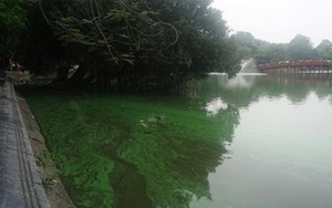 Lớp váng xanh nổi trên hồ Gươm đã gần như không còn