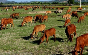 Vụ bò ăn cỏ phải trả phí: Thanh Hóa yêu cầu hoàn trả phí trước 30/4