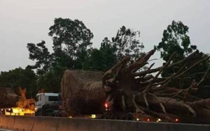 Bộ GTVT nói gì về xe chở cây ‘quái thú’ nghênh ngang Quốc lộ 1