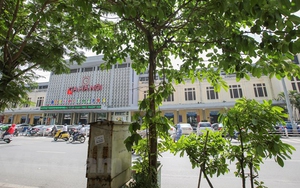 Cận cảnh hàng sưa đỏ trước ngày di dời để xây ga ngầm Metro