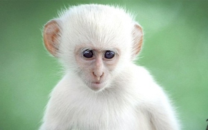 Điện Biên bác thông tin 'khỉ trắng báo oán' trên địa bàn