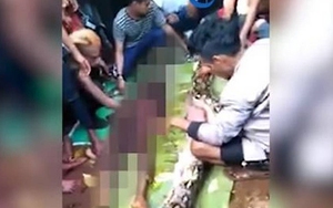 Trăn khổng lồ dài gần 8 mét nuốt chửng một người phụ nữ
