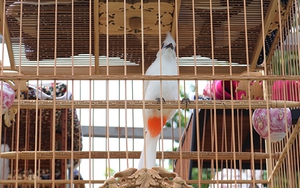 VIDEO: Tận mục những màn thi của chim chào mào đột biến gen 'độc nhất vô nhị'