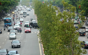 Hàng phong lá đỏ ở Hà Nội có trụ được qua đợt nắng nóng kỷ lục?