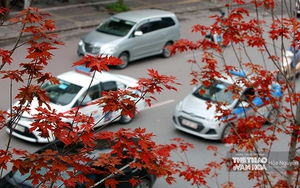Ngắm hàng phong lá đỏ 'đốt cháy' phố Hà Nội