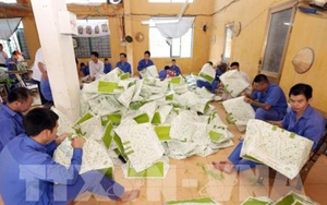 Số người loạn thần do sử dụng ma túy gia tăng nhanh chóng