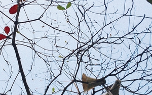 Ngày 10/2 Bắc bộ giảm dần nhiệt độ, ngày 11/2 xuất hiện không khí lạnh, có khả năng gây mưa ở Bắc Bộ