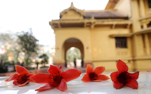 Chiêm ngưỡng hoa gạo nở sáng rực cả góc trời Thủ đô