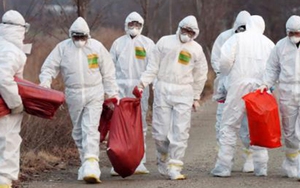 Hàn Quốc: Xuất hiện ca nghi nhiễm virus cúm gia cầm có thể gây tử vong ở người