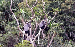 Xây dựng hồ sơ đề cử Vườn Quốc gia Núi Chúa trở thành Khu dự trữ sinh quyển thế giới