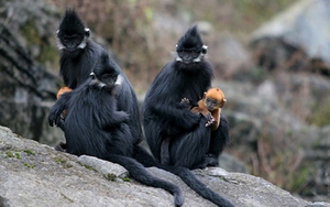 Nỗ lực bảo vệ loài voọc đen gáy trắng quý hiếm