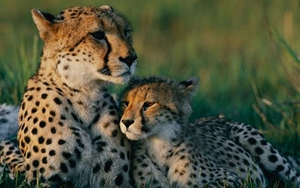 Báo quý hiếm xuất hiện trên rẫy cà phê ở thành phố Bảo Lộc