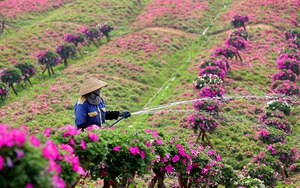 Ngày 30 Tết: Ba miền nắng đẹp, phía Bắc ngày ấm áp và đêm trời rét