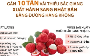 Gần 10 tấn vải thiều Bắc Giang xuất hành sang Nhật Bản bằng đường hàng không