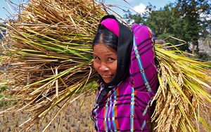 Mùa vàng trên những thửa ruộng bậc thang Hoàng Su Phì