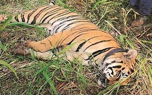 Ấn Độ chứng kiến kỷ lục buồn về số hổ chết trong năm 2021