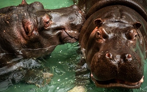 Hai con hà mã tại vườn thú Antwerp của Bỉ mắc Covid-19