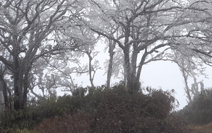 Cao Bằng: Băng giá bao phủ trắng đỉnh Phja Oắc