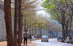 Hà Nội đẹp ngỡ ngàng với mùa lá bàng vàng ươm