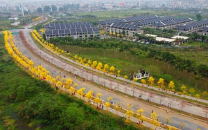 Chiêm ngưỡng hàng cây phong linh vàng rực tại Hà Nội từ trên cao