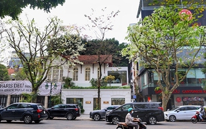 Hà Nội trắng tinh khôi mùa hoa sưa tháng 3