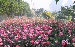 Con đường hoa hồng, hoa ban và một 'miền quê đáng sống' ở ngoại thành Hà Nội