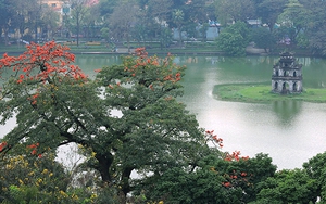 Hà Nội đỏ rực trời hoa gạo