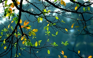 'Dệt gấm thêu hoa' trên phố phường Hà Nội