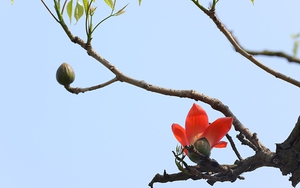 Hoa gạo Hà Nội ngày nắng