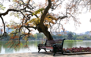 Lộc vừng đua sắc lá bên Hồ Gươm