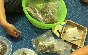 Bắt đối tượng bán cần sa tự trồng ở Quảng Ninh