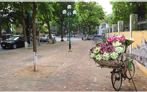 Ngẩn ngơ hoa sen xuống phố