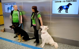 Thái Lan huấn luyện chó nghiệp vụ phát hiện người mắc Covid-19