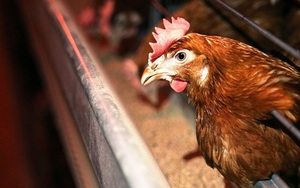 WHO khuyến cáo về lây nhiễm cúm A H5N8 từ gà sang người